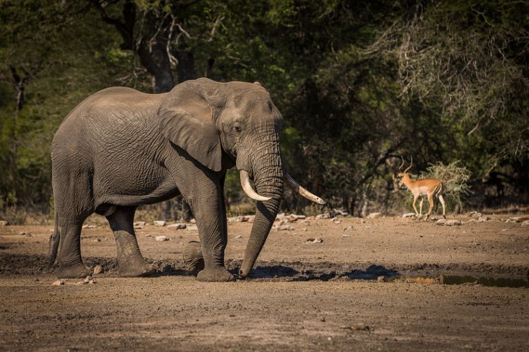 097 Kruger National Park, olifant en impala.jpg